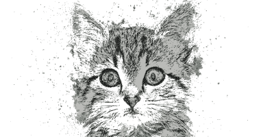 Katze Pixabay