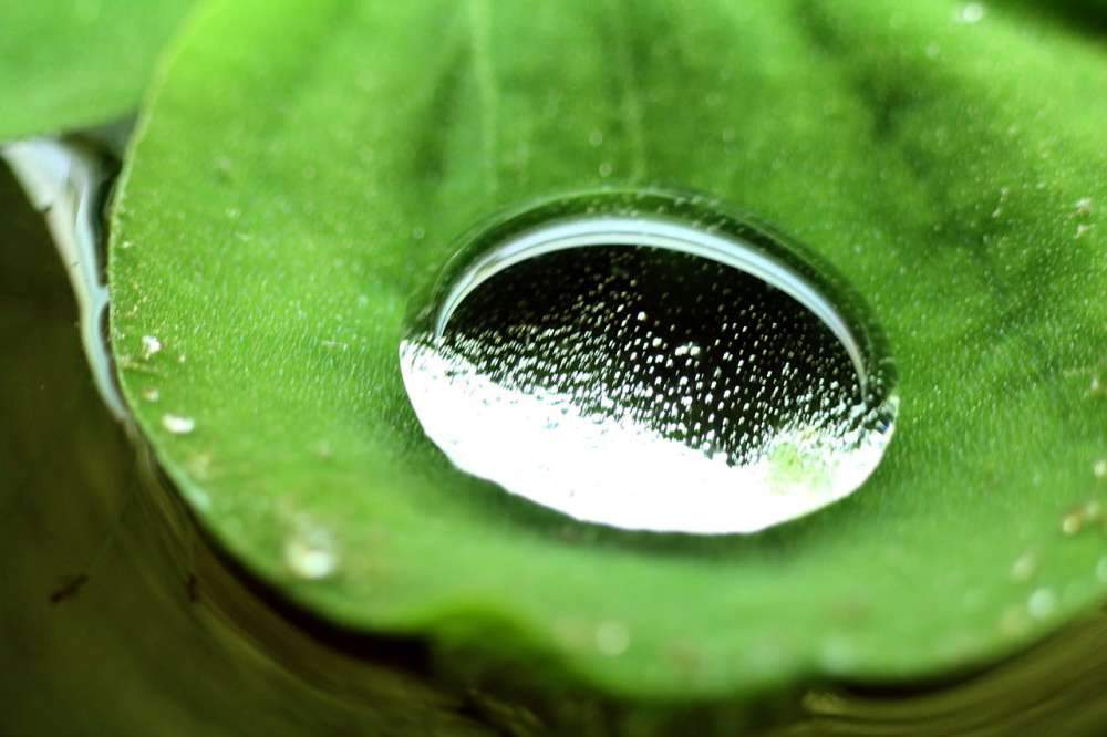 Pistia stratiotes Wassertropfen