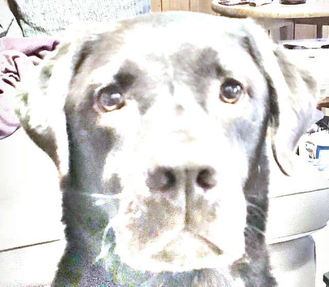 Hammer! Hund soll Hörgerätetester werden!