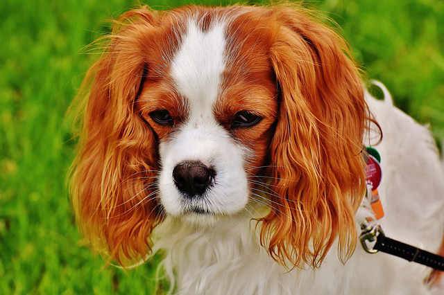 Gehörloser Mann adoptiert gehörlosen Hund und bringt ihm Zeichensprache bei