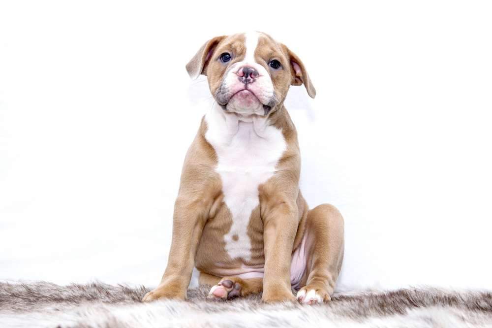 Hörgeräte für den Hund