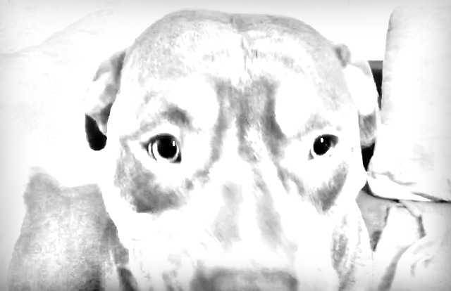 Hörgerät vom Hund zerbissen