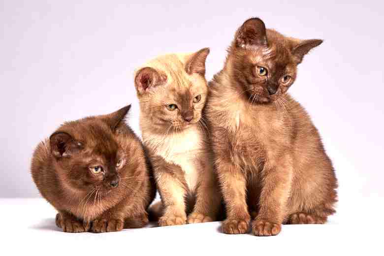Ohrenreiniger für Katzen