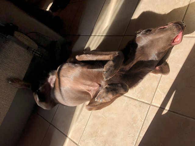Schwerhöriger Labrador überhört Einbrecher