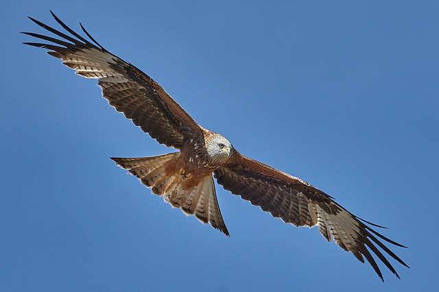 Wie bei Hitchcock: Gehörloser Mann von Raubvogel attackiert