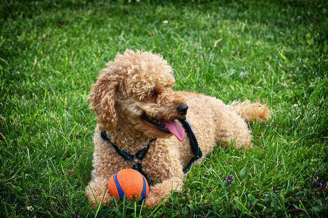 Schwerhöriger Rentner liess Hund verwahrlosen