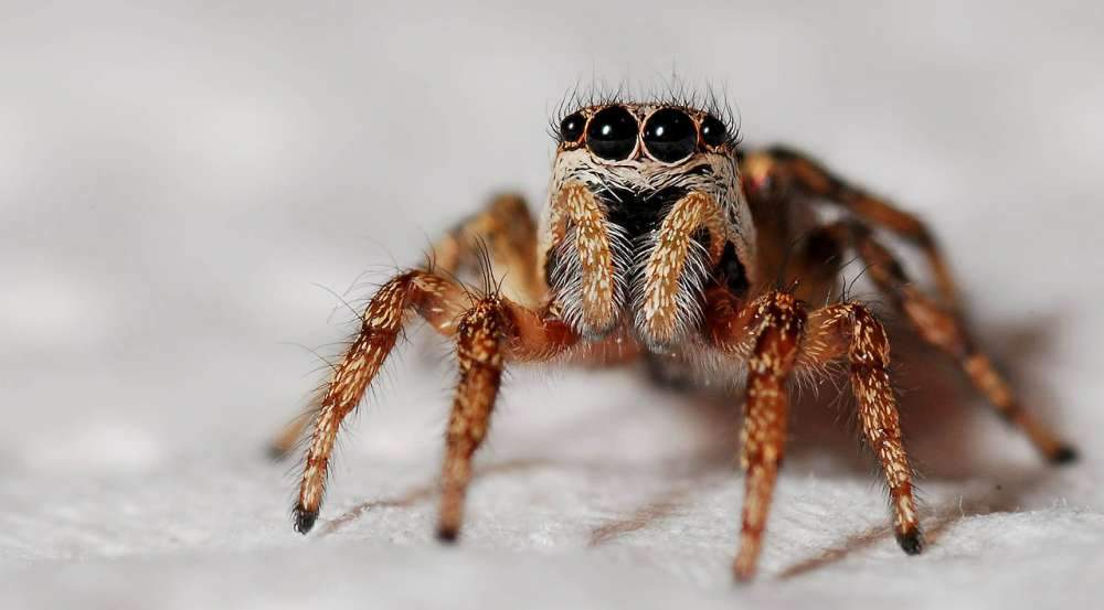 Spinne im Ohr – Frau wurde fast verrückt