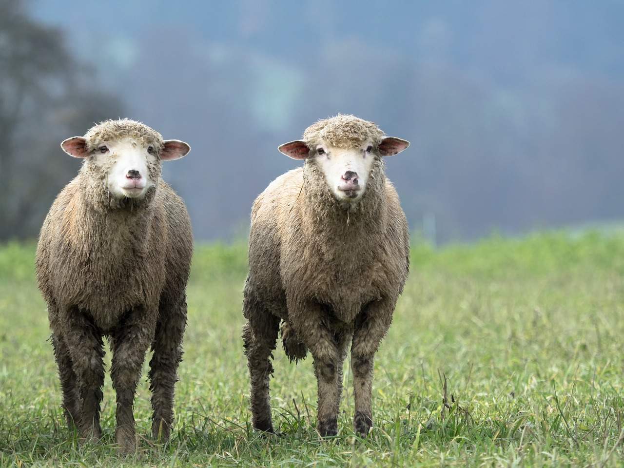 Hörgerät rauscht im falschen Ohr